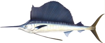 Picture of a Hawaii Sailfish