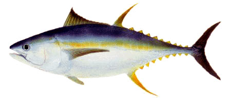Picture of a striped marlin
